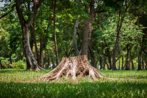 Stump and Roots